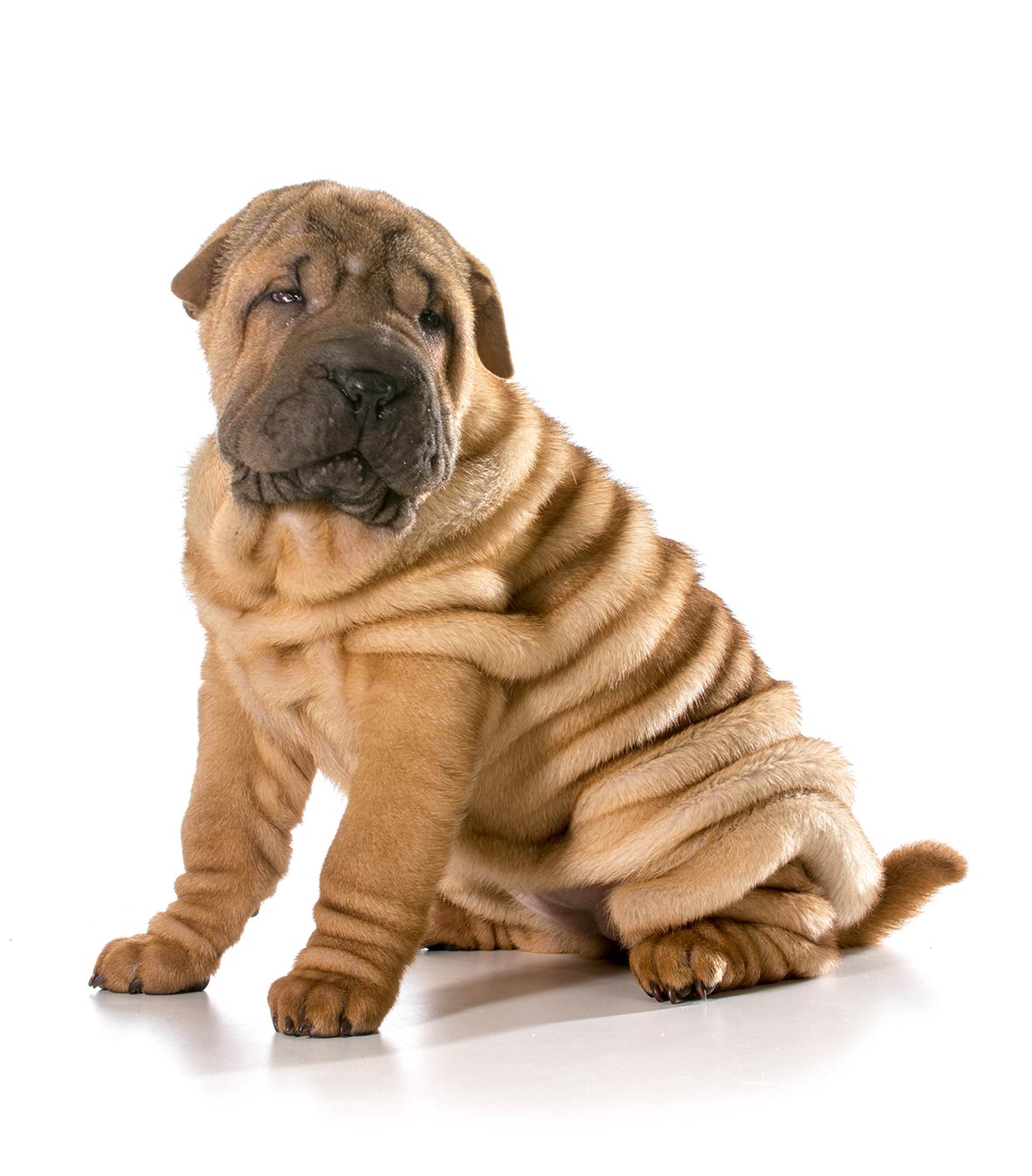 Shar-pei puppy, Cooley Dickinson Medical Group Plastic Surgery, Northampton, MA 01060.