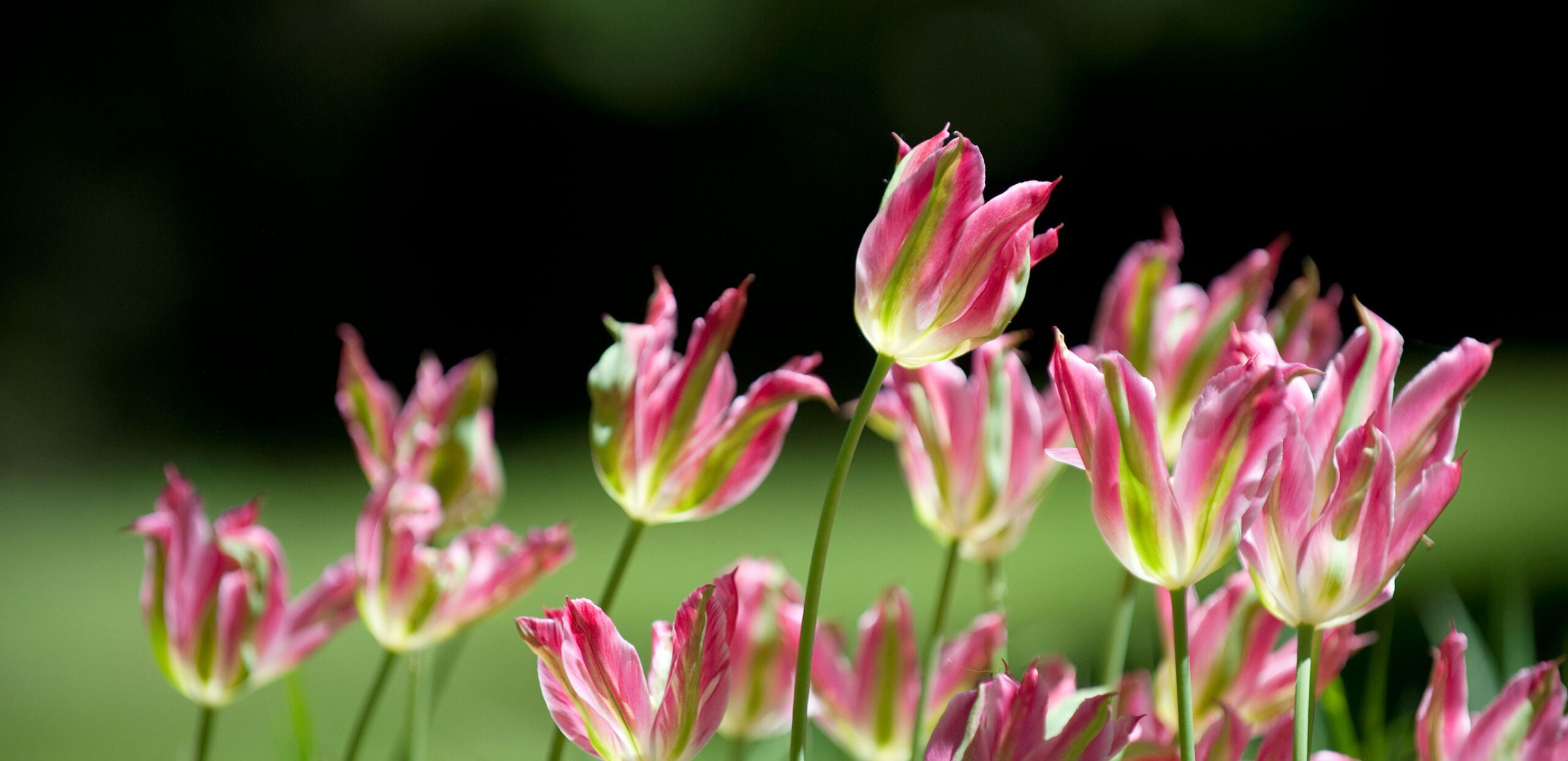 Tulip heads waving in a field.