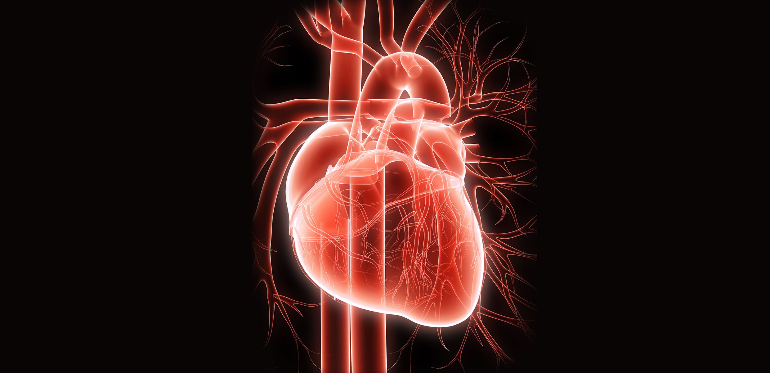 Diagram of the human heart, Cooley Dickinson Medical Group Hampshire Cardiovascular Associates, Northampton, MA 01060.