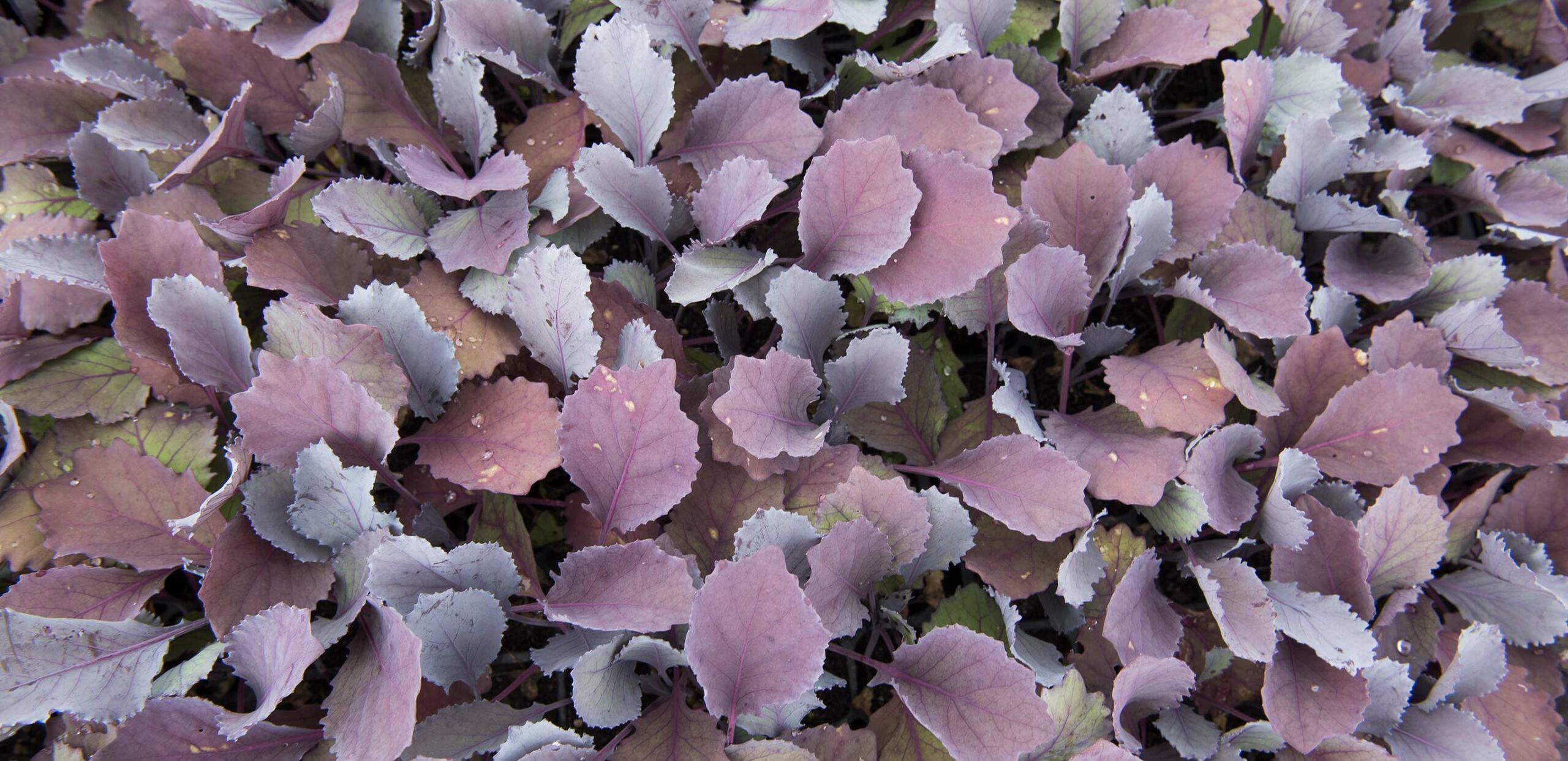 Patch of purple lettuce, Family and Friends Support Group, Cooley Dickinson Hospital, 30 Locust Street, Northampton, MA 01060.