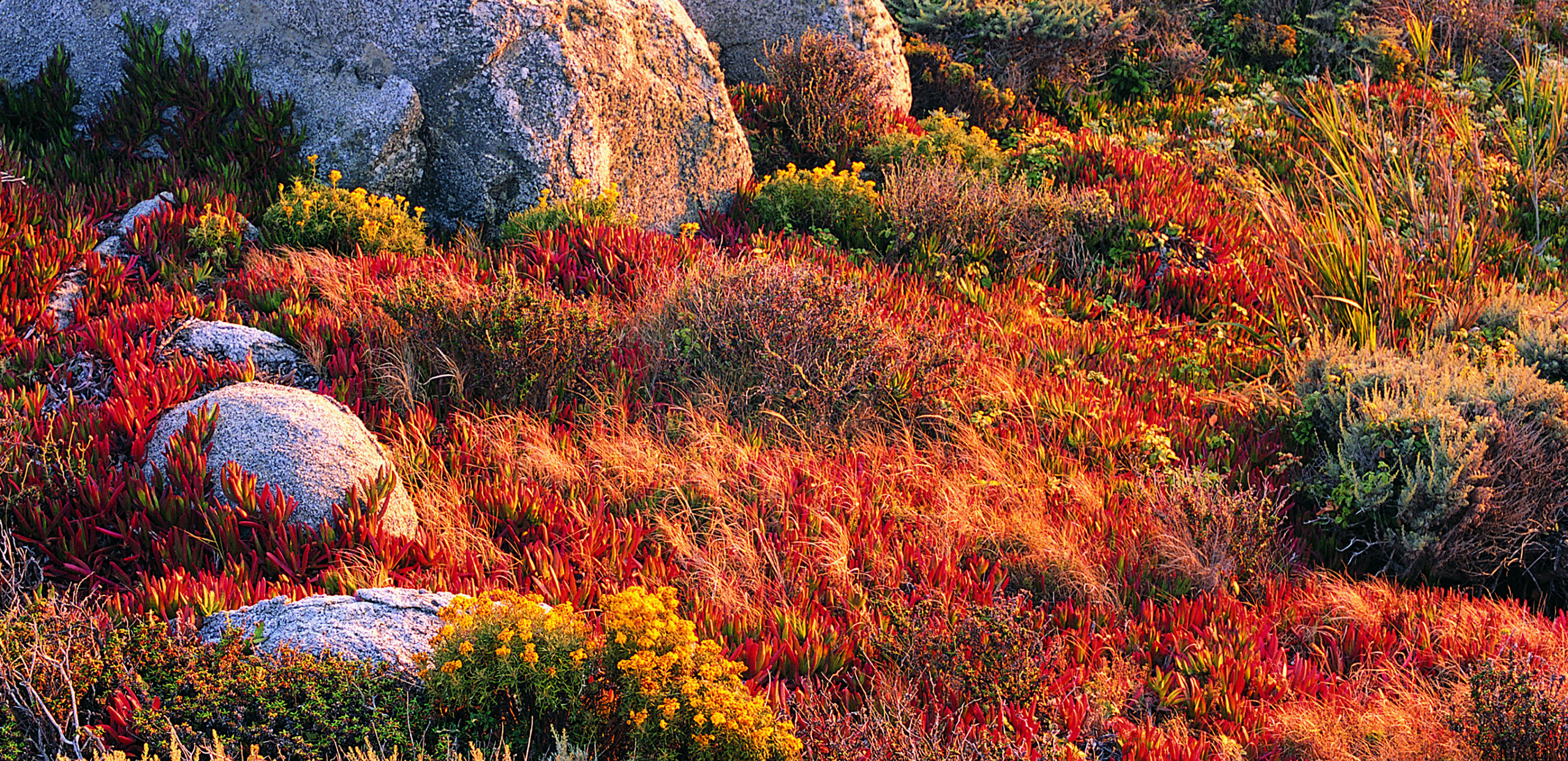 Rocks, grasses, and wildflowers, Cooley Dickinson Health Care System, Northampton, MA 01060.