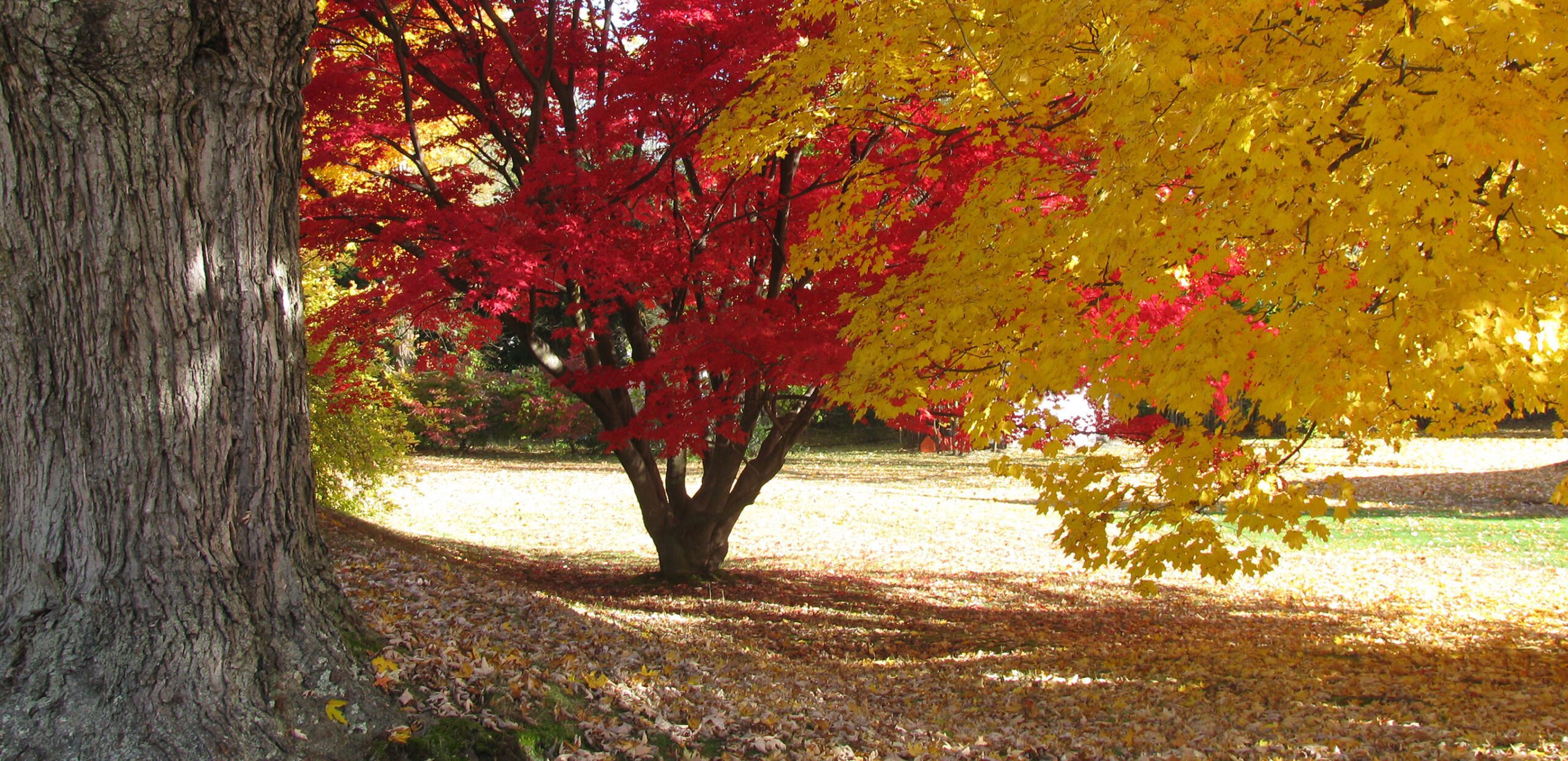 Autumn scene, Cooley Dickinson Health Care System, Northampton, MA 01060.