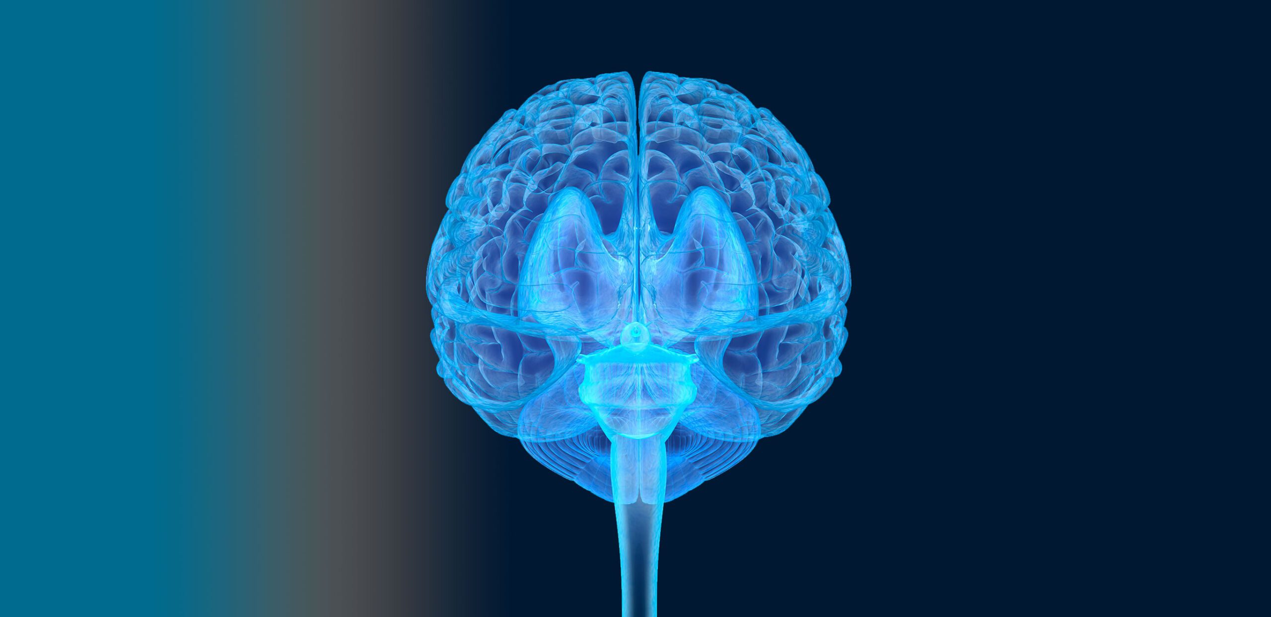Image of human brain and brain stem, Cooley Dickinson Medical Group Neurology, Northampton, MA 01060.