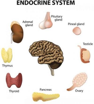 Human Endocrine System